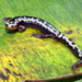 Salamandra de Vientre Amarillo - Photo (c) smrovito, todos los derechos reservados