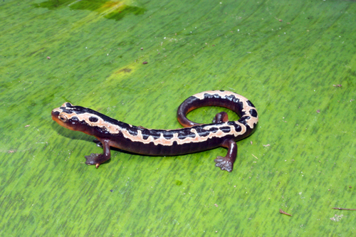 Yellowbelly Mushroomtongue Salamander