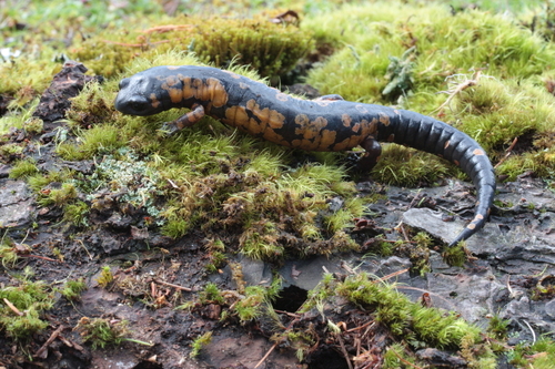 Franklin's Mushroomtongue Salamander