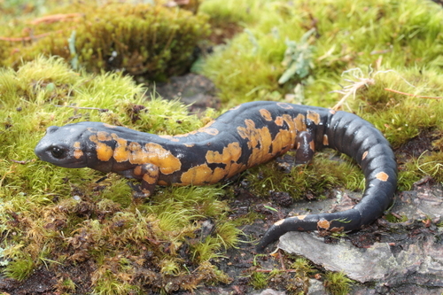 Franklin's Mushroomtongue Salamander