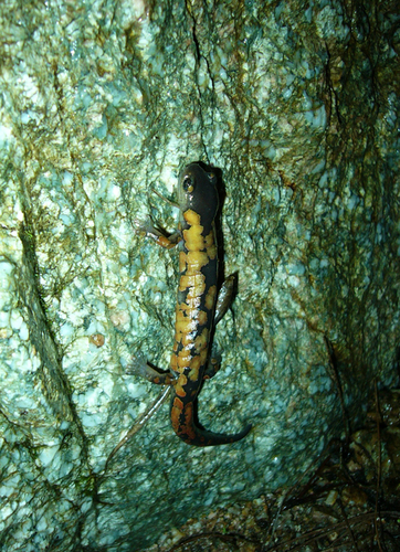 Franklin's Mushroomtongue Salamander