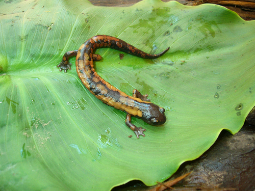 Franklin's Mushroomtongue Salamander