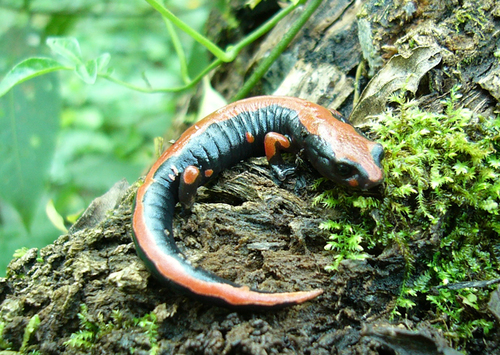 Lincoln's Mushroomtongue Salamander