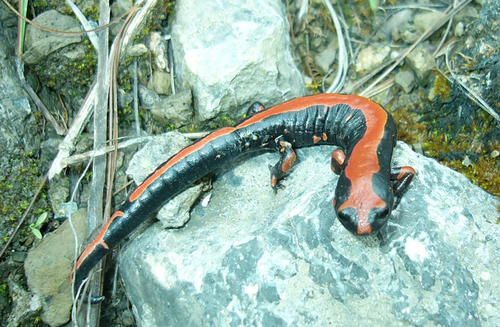 Lincoln's Mushroomtongue Salamander
