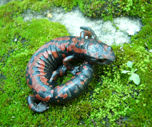 Lincoln's Mushroomtongue Salamander