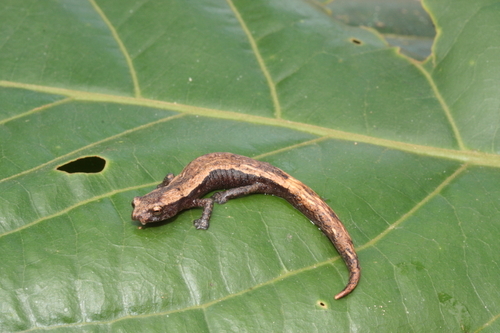 Southern Banana Salamander