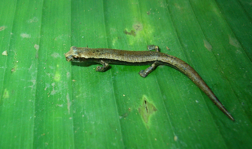 Rufescent Salamander