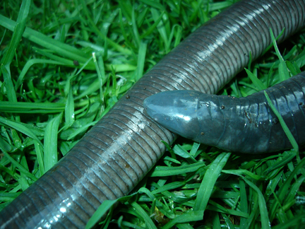 Mexican Caecilian