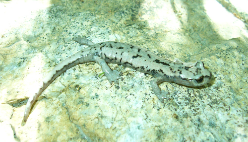iNaturalist observation photo of Mount Lyell Salamander