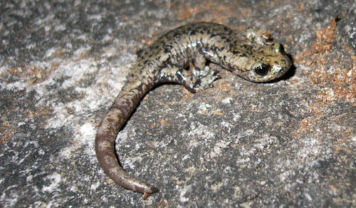 iNaturalist observation photo of Mount Lyell Salamander
