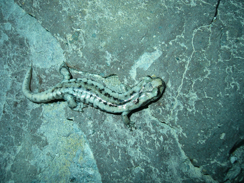 iNaturalist observation photo of Mount Lyell Salamander