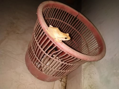 Chunam Tree Frog