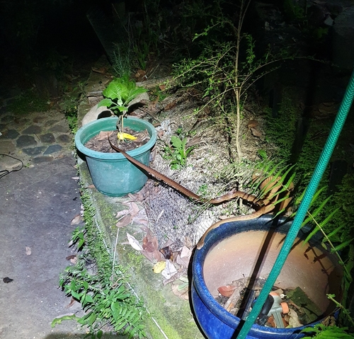 Brown Tree Snake sighting