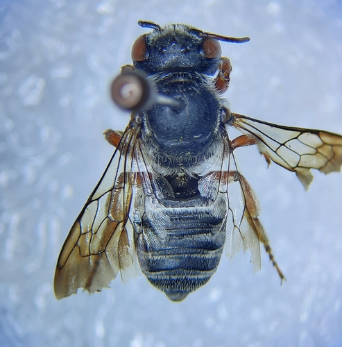 Megachile creusa