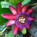 Passiflora phoenicea - Photo (c) Blair Nelson, todos los derechos reservados, subido por Blair Nelson