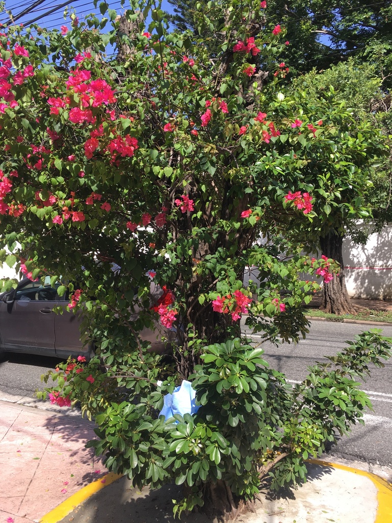 Buganvilia (Híbrido Bougainvillea × buttiana) · NaturaLista Colombia