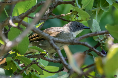 Pale-throated Greenbul