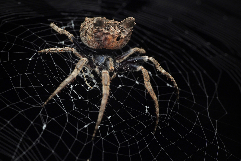 Twig Spiders from Tai O, Hong Kong on October 31, 2020 at 09:05 PM by ...