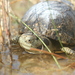 Aquatic Box Turtle - Photo (c) Gustavo Alfredo Chávez Flores, all rights reserved, uploaded by Gustavo Alfredo Chávez Flores
