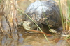 Aquatic Box Turtle - Photo (c) Gustavo Alfredo Chávez Flores, all rights reserved