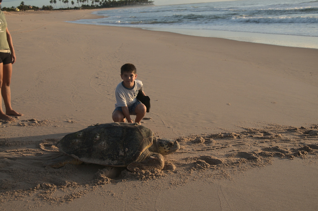 Hawksbill Turtle