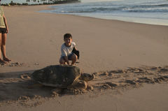 Hawksbill Turtle