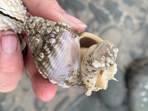 Common Whelk