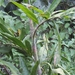 Astrocaryum vulgare - Photo (c) amandine abn, todos los derechos reservados, subido por amandine abn