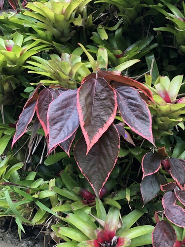 Copperleaf