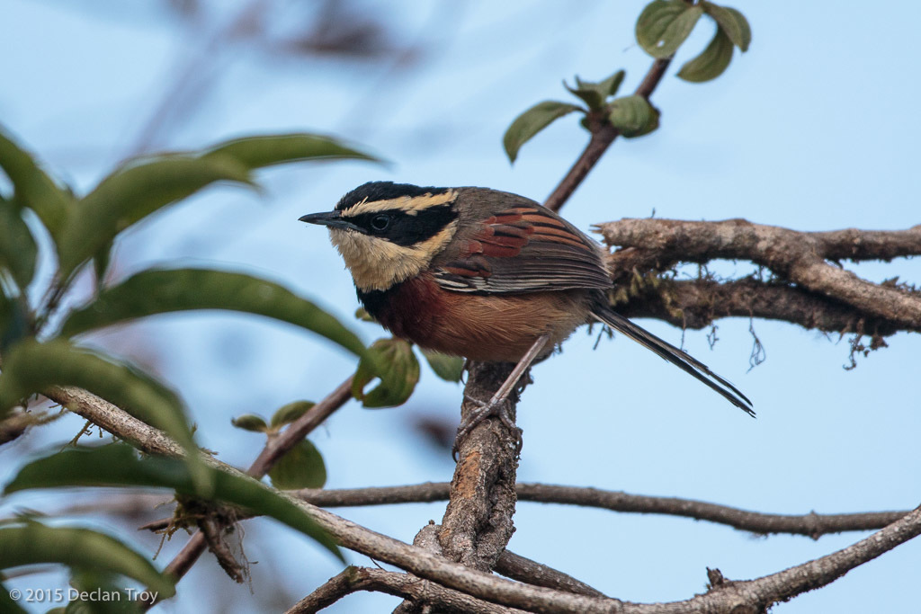 Elegant Crescentchest (Melanopareia elegans) photo