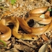 Narrow-striped Dwarf Snake - Photo (c) Rami Khashab, all rights reserved, uploaded by Rami Khashab