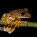 Semi-lined Tree Frog - Photo (c) Ederson Oliveira, all rights reserved, uploaded by Ederson Oliveira
