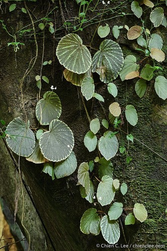 Begonia promethea