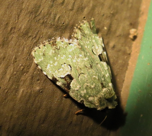 Green Leuconycta Moth