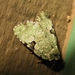 Green Leuconycta Moth - Photo (c) John Ratzlaff, all rights reserved, uploaded by John Ratzlaff