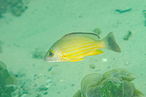 Blacktail Snapper