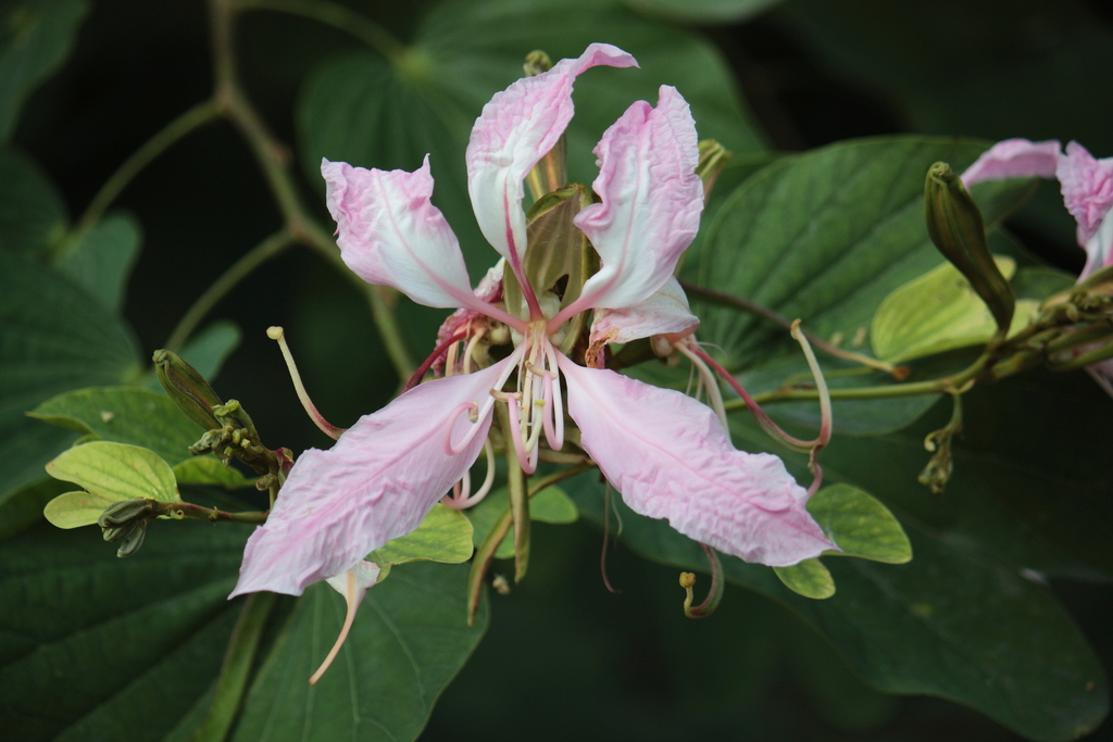 Bauhinia purpurea — an easy houseplant, prefers full sun light