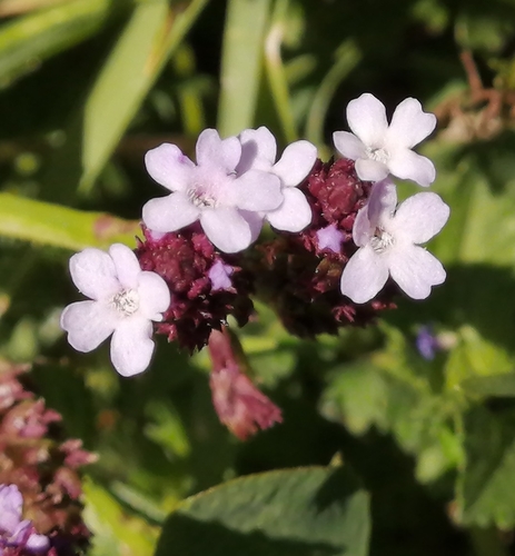 Verbena litoralis var. litoralis