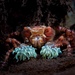 Xanthoid Crabs - Photo (c) h2omacro, all rights reserved, uploaded by h2omacro