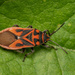 Graptostethus servus - Photo (c) Marco Huang, כל הזכויות שמורות, הועלה על ידי Marco Huang