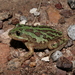 Upland Burrowing Tree Frog - Photo (c) Luis Felipe Lozano Román, all rights reserved