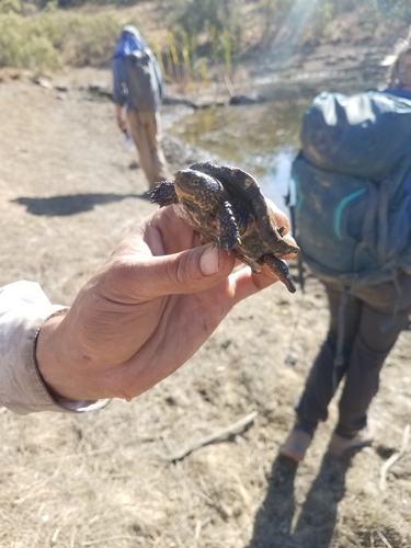 iNaturalist observation photo of Northwestern Pond Turtle