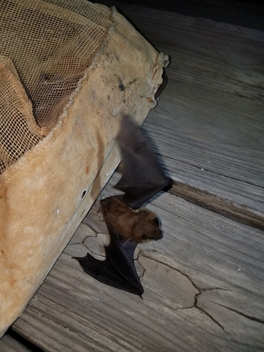 iNaturalist observation photo of Evening Bats