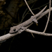 Strophurus krisalys - Photo (c) Jono Hooper, todos los derechos reservados, subido por Jono Hooper