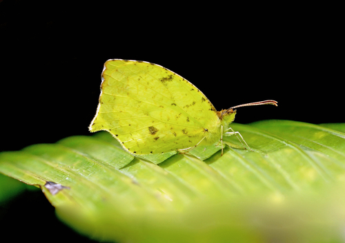 Salome Yellow