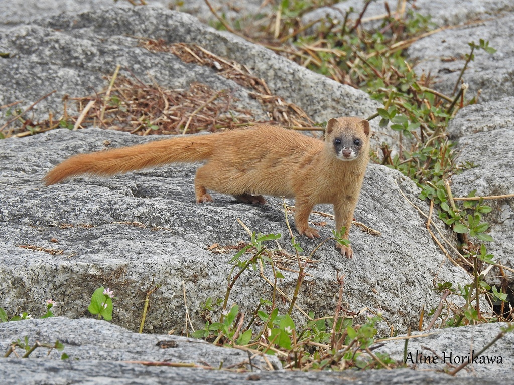 Japanese Weasel (Mustela itatsi) · iNaturalist