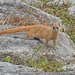 Japanese Weasel - Photo (c) Aline Horikawa, all rights reserved, uploaded by Aline Horikawa