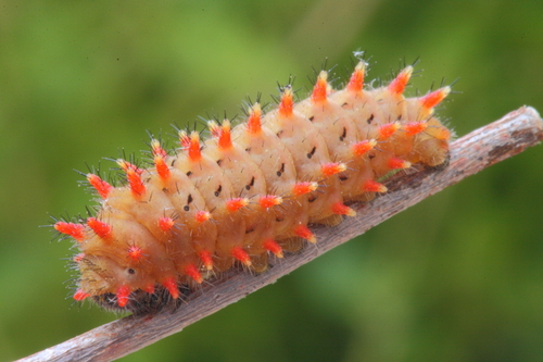 Spanish Festoon
