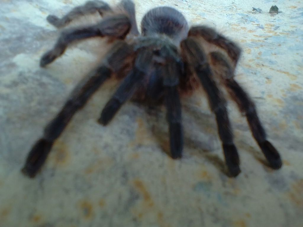 Tarántula del Pedregal (Aphonopelma anitahoffmannae) · NaturaLista