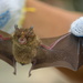Yellow-faced Horseshoe Bat - Photo (c) Karina May REYES-ANTONIO, all rights reserved, uploaded by Karina May REYES-ANTONIO